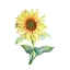 Picture of SUNFLOWER FROLIC 2