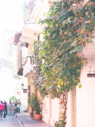 Picture of BRIGHT IVY CARTEGENA