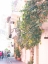 Picture of BRIGHT IVY CARTEGENA