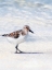 Picture of SANDPIPER