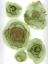 Picture of ETHEREAL BLOOMS