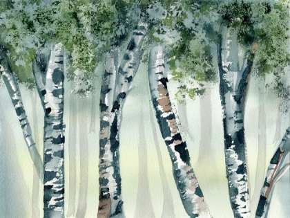 Picture of BIRCH FOREST