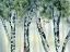 Picture of BIRCH FOREST