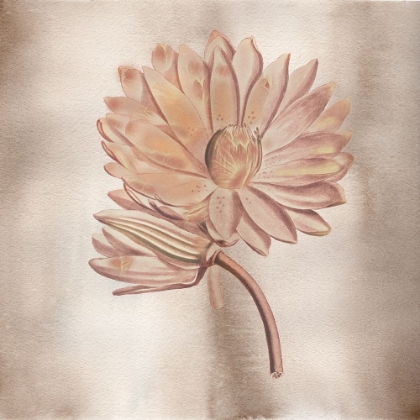 Picture of VINTAGE FLOWERS 2