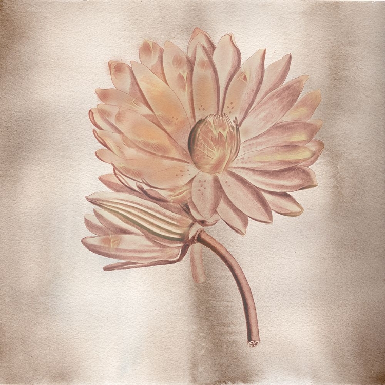 Picture of VINTAGE FLOWERS 2