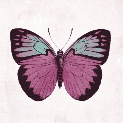 Picture of BUTTERFLY 3