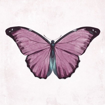 Picture of BUTTERFLY 4