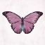 Picture of BUTTERFLY 4