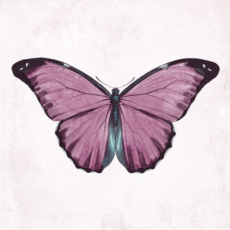 Picture of BUTTERFLY 4