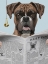 Picture of BOXER NEWS