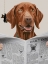 Picture of DAILY HOUND