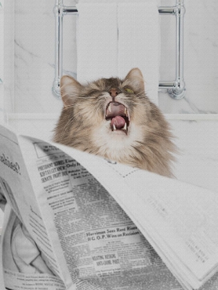 Picture of MEOUCHH