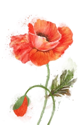 Picture of POPPY BEAUTY