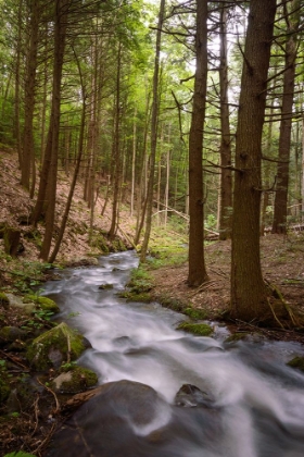 Picture of MIST IN THE ADIRONDACKS