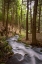 Picture of MIST IN THE ADIRONDACKS