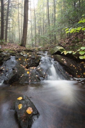 Picture of MIST IN THE ADIRONDACKS 2