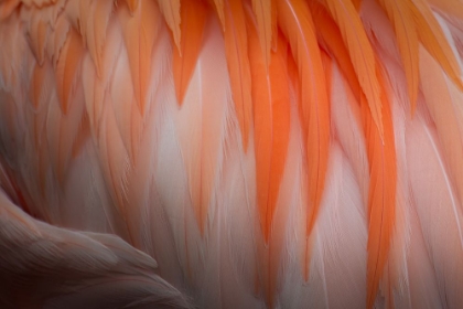 Picture of ANIMAL ABSTRACT