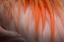 Picture of ANIMAL ABSTRACT