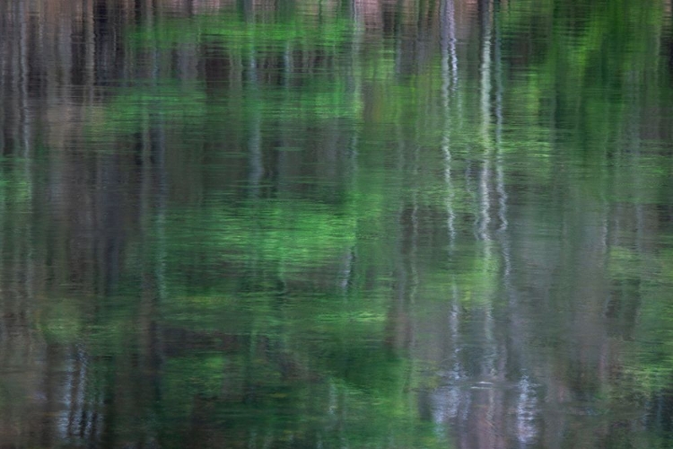 Picture of BLURRED VISION 1