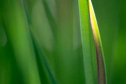 Picture of CLEAN GREEN 1