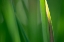 Picture of CLEAN GREEN 1