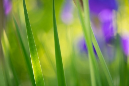 Picture of CLEAN GREEN 2