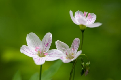 Picture of FLORAL TRIO