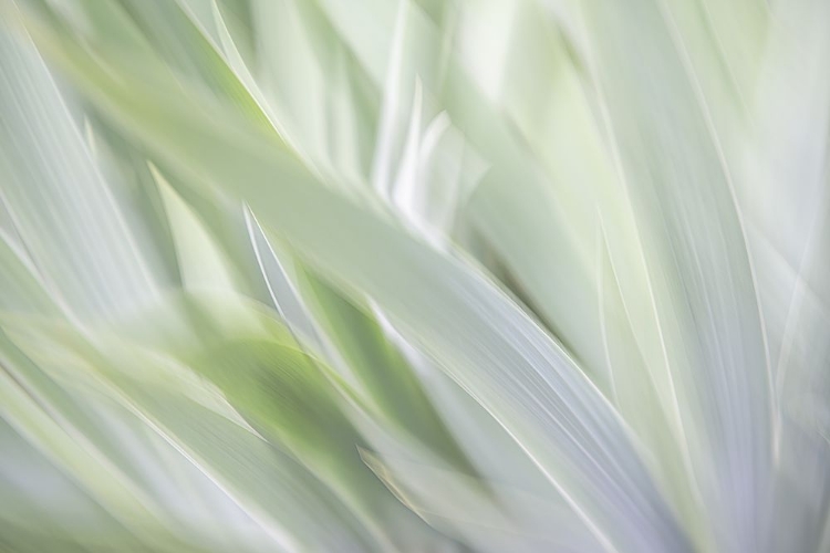 Picture of FLORAL WHITEOUT