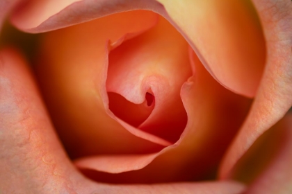 Picture of FLORAL ROSE