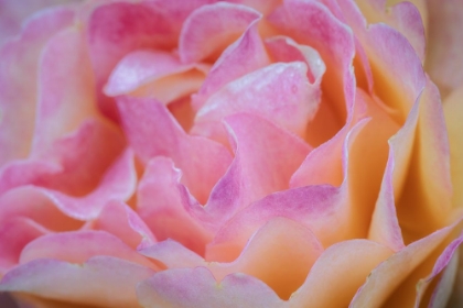 Picture of PINK FLORAL