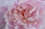 Picture of PINK BEAUTY 1