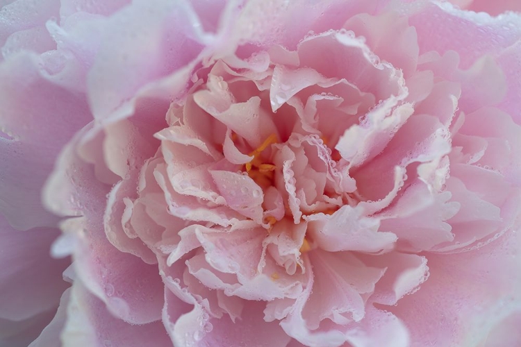 Picture of PINK BEAUTY 1