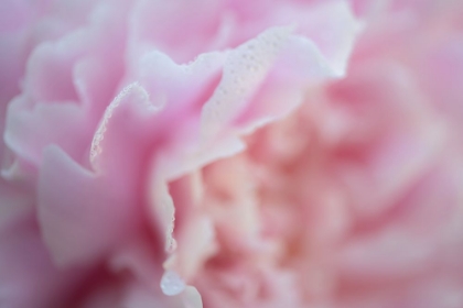 Picture of PINK BEAUTY 2