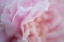 Picture of PINK BEAUTY 2