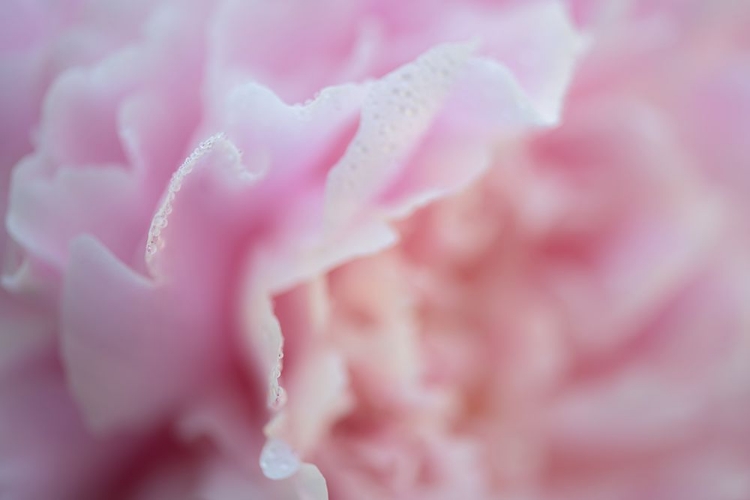 Picture of PINK BEAUTY 2