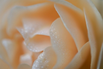 Picture of SIMPLE FLORAL