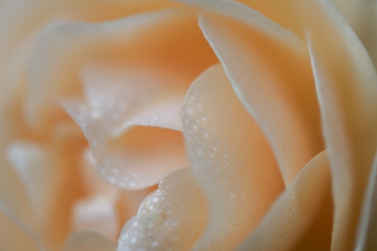 Picture of SIMPLE FLORAL