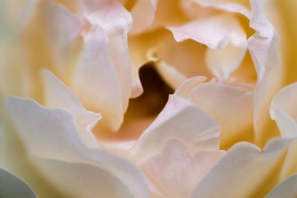 Picture of WHITE BUD