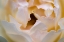 Picture of WHITE BUD