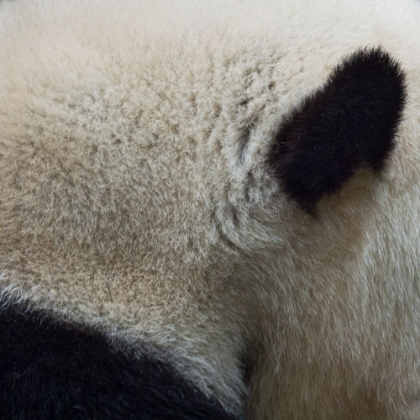 Picture of ANIMAL ABSTRACT 1