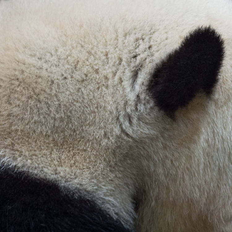 Picture of ANIMAL ABSTRACT 1
