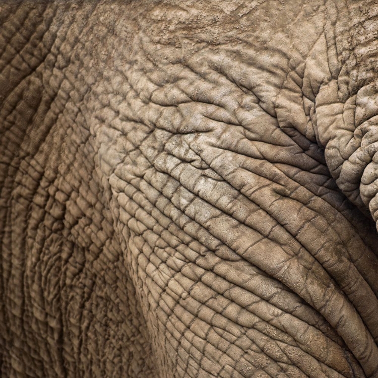 Picture of ANIMAL ABSTRACT 2