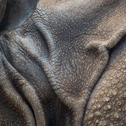 Picture of ANIMAL ABSTRACT 3