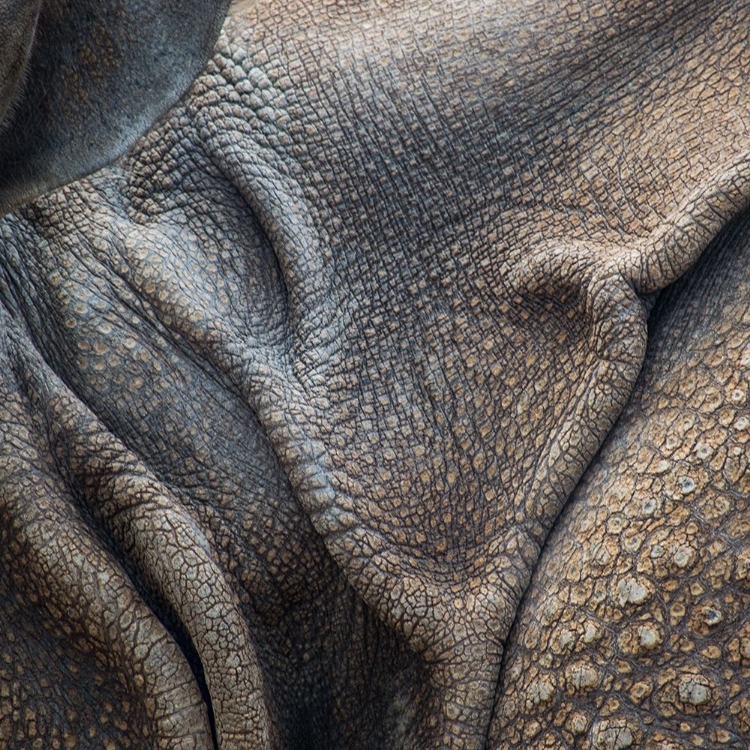 Picture of ANIMAL ABSTRACT 3