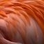 Picture of ANIMAL ABSTRACT 4