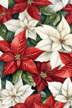 Picture of POINSETTIA RED AND WHITE