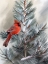 Picture of CARDINAL SNOW