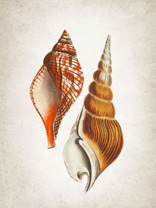 Picture of VINTAGE SHELLS 2