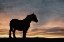Picture of SUNSET HORSE
