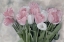 Picture of PINK AND WHITE TULIPS
